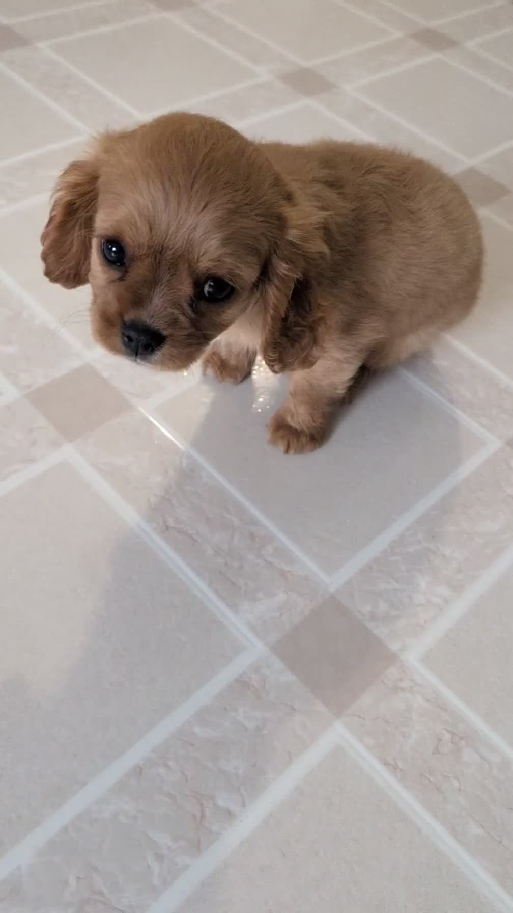 Cavalier King Charles Spaniel dogs for sale: Sienna - Video 1