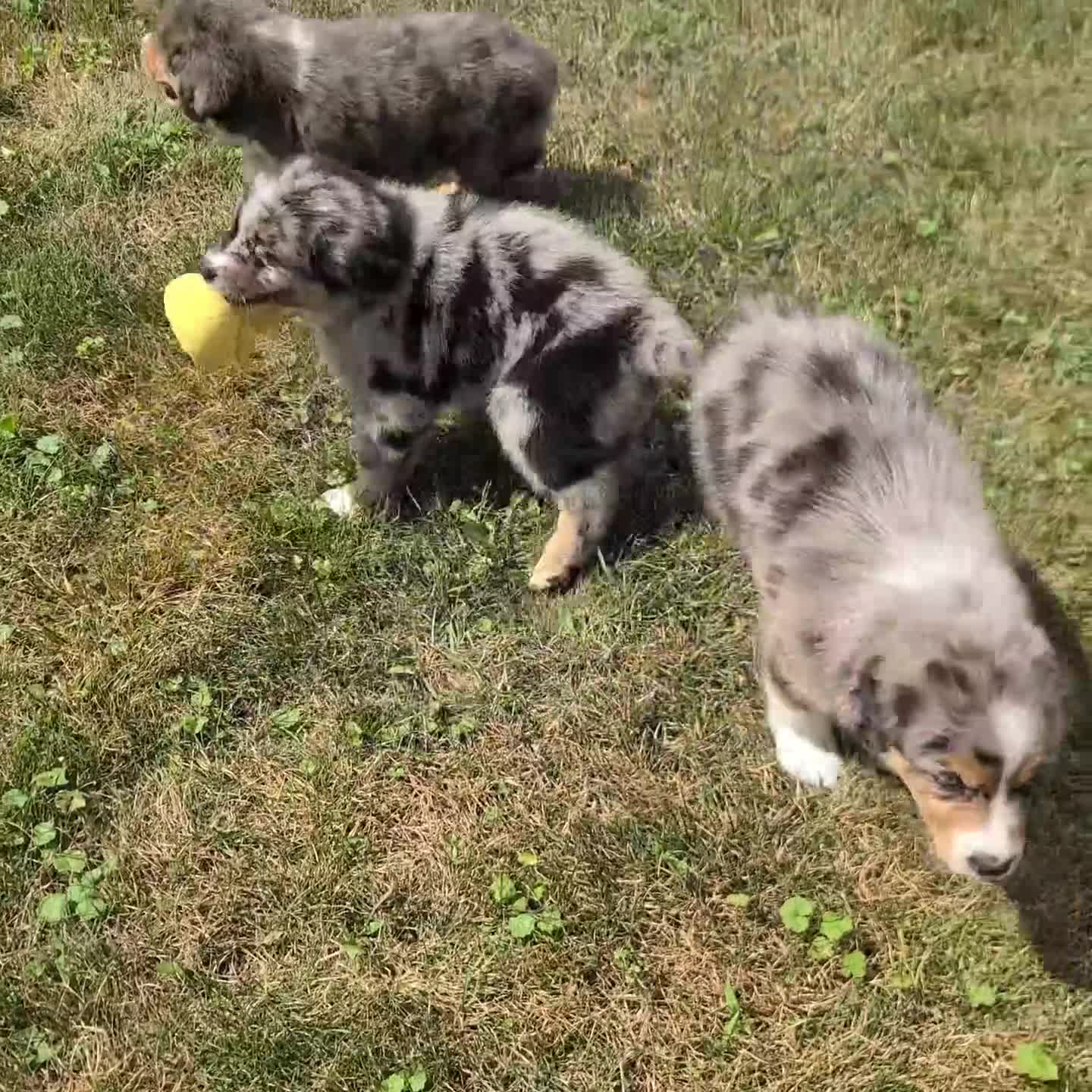 Australian Shepherd dogs for sale: Bouncer - Video 1