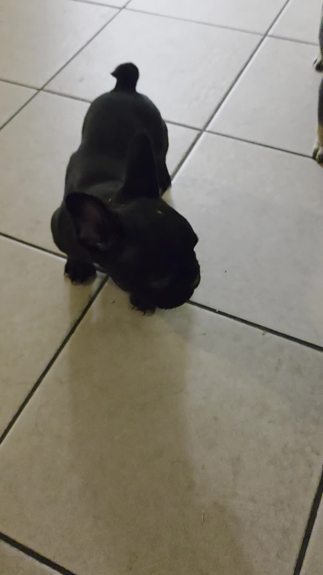 French Bulldog dogs for sale: French Bulldog 2 - Video 1