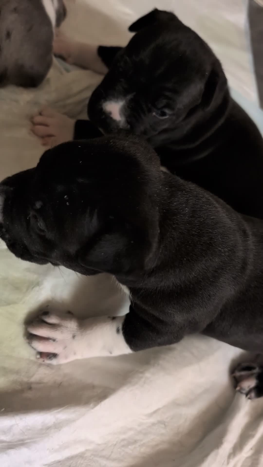 American Pit Bull Terrier dogs for sale: Shadow - Video 1