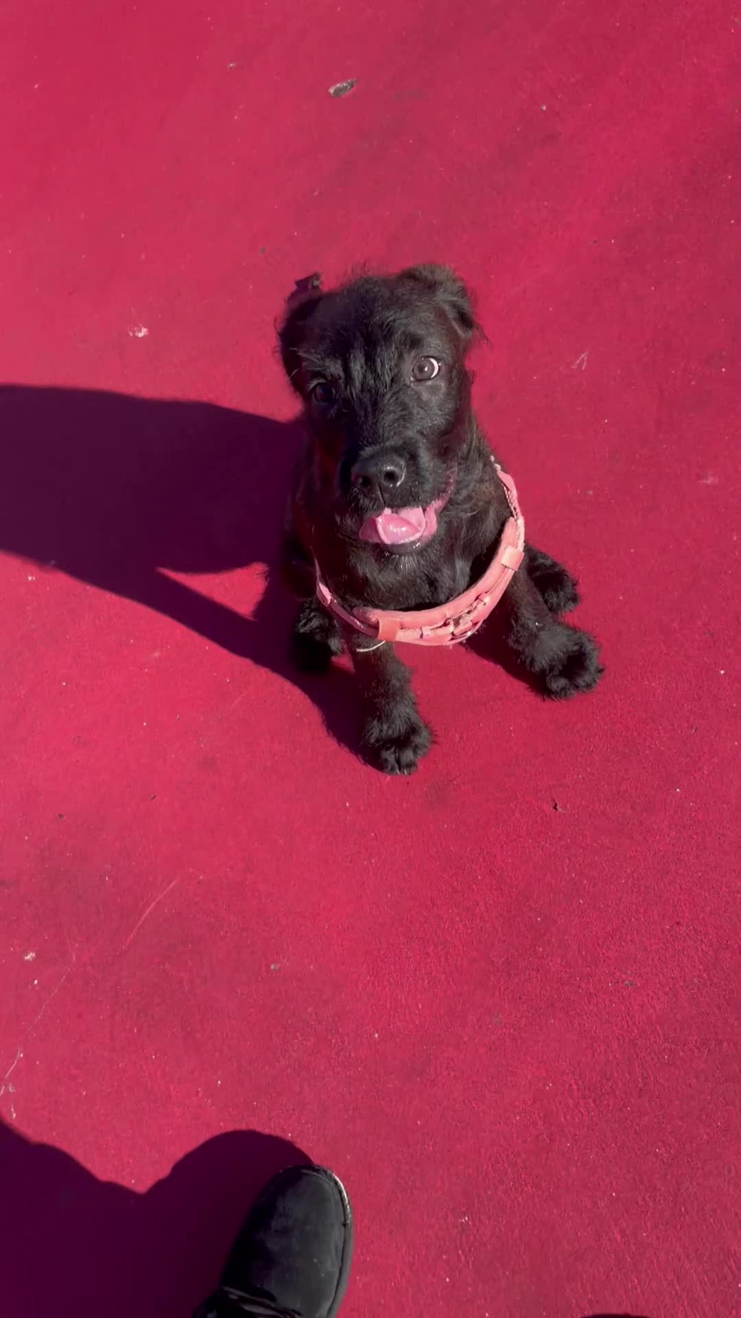 Mixed Breed dogs for sale: Kodah  - Video 5