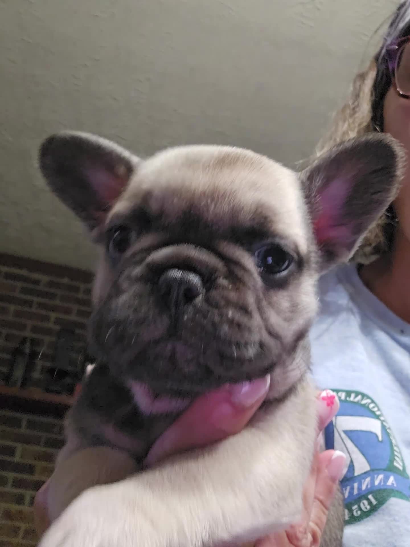 French Bulldog dogs for sale: French Bulldog Puppy 2 - Video 1