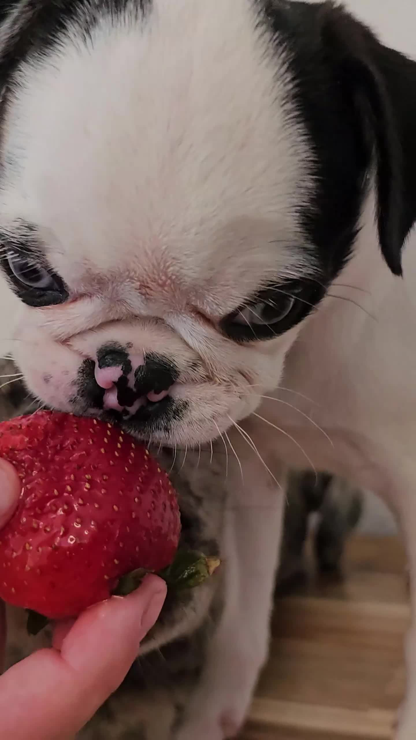 Pug dogs for sale: Koi Girl - Video 2