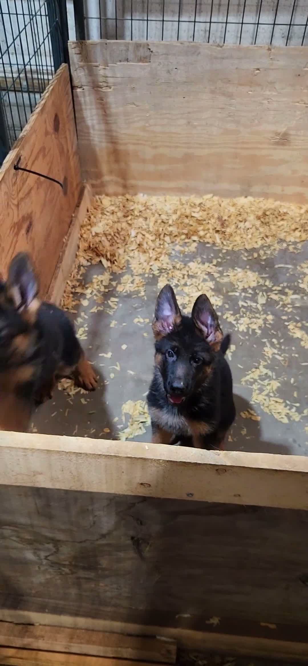 German Shepherd dogs for sale: German Shepherd 3 - Video 1