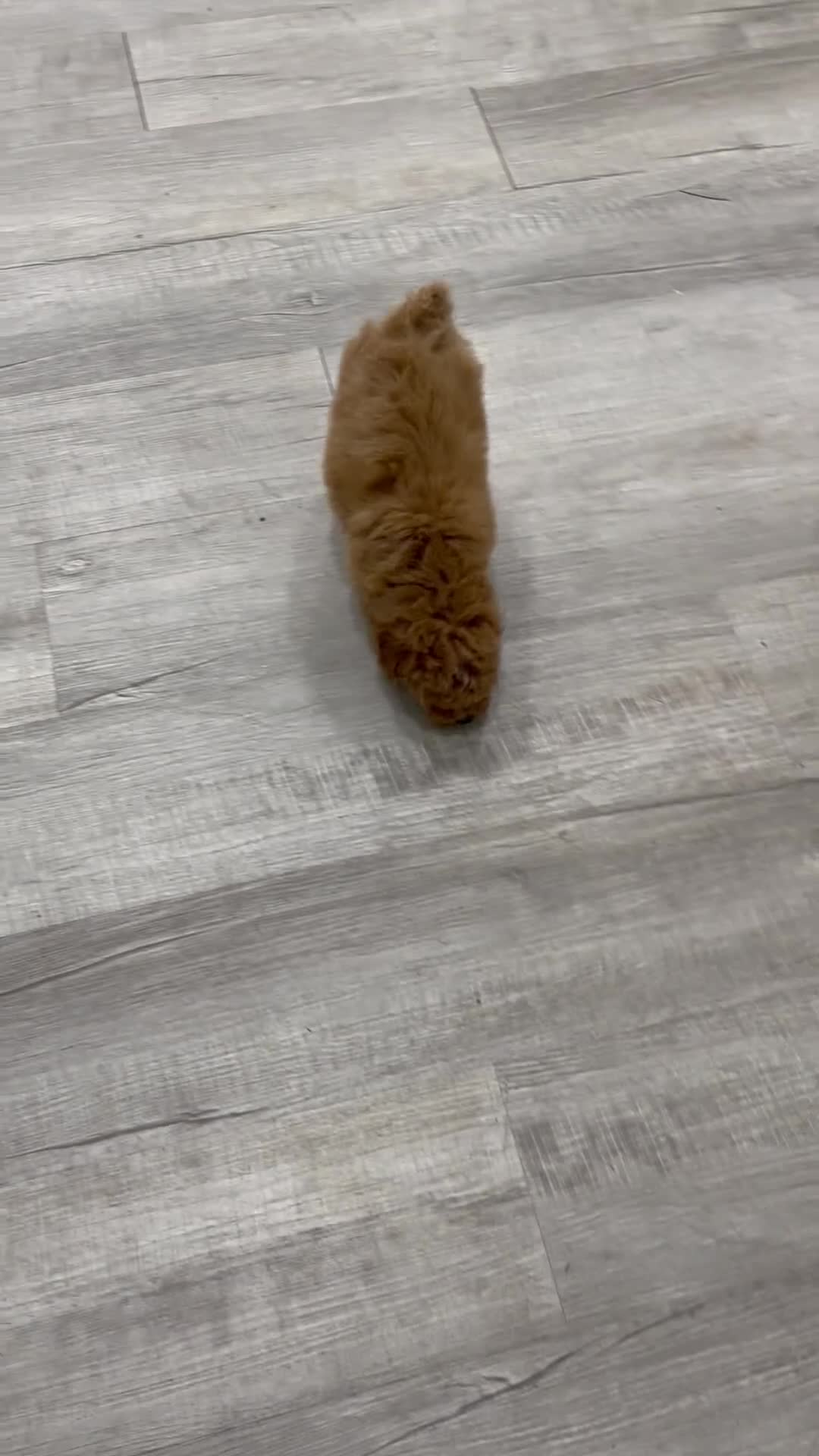 Miniature Poodle dogs for sale: Cola - Video 1