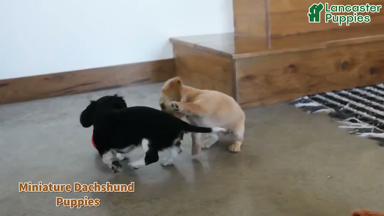 Miniature Dachshund dogs for sale: Snoopy - Video 1