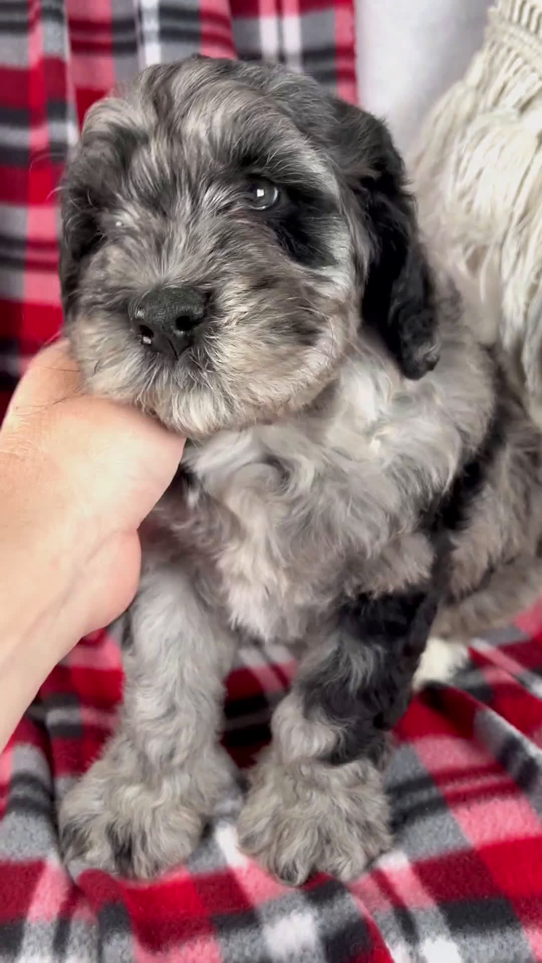 Schnoodle dogs for sale: Dustin - Video 1