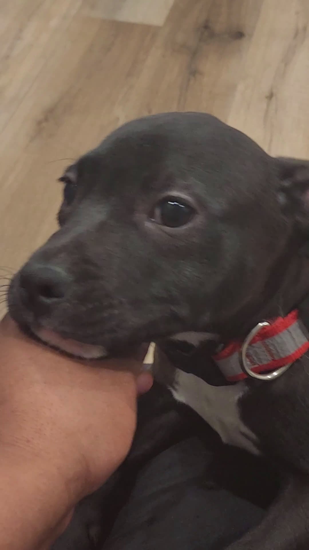 American Pit Bull Terrier dogs for sale: American Pit Bull Terrier Puppy 1 - Video 1