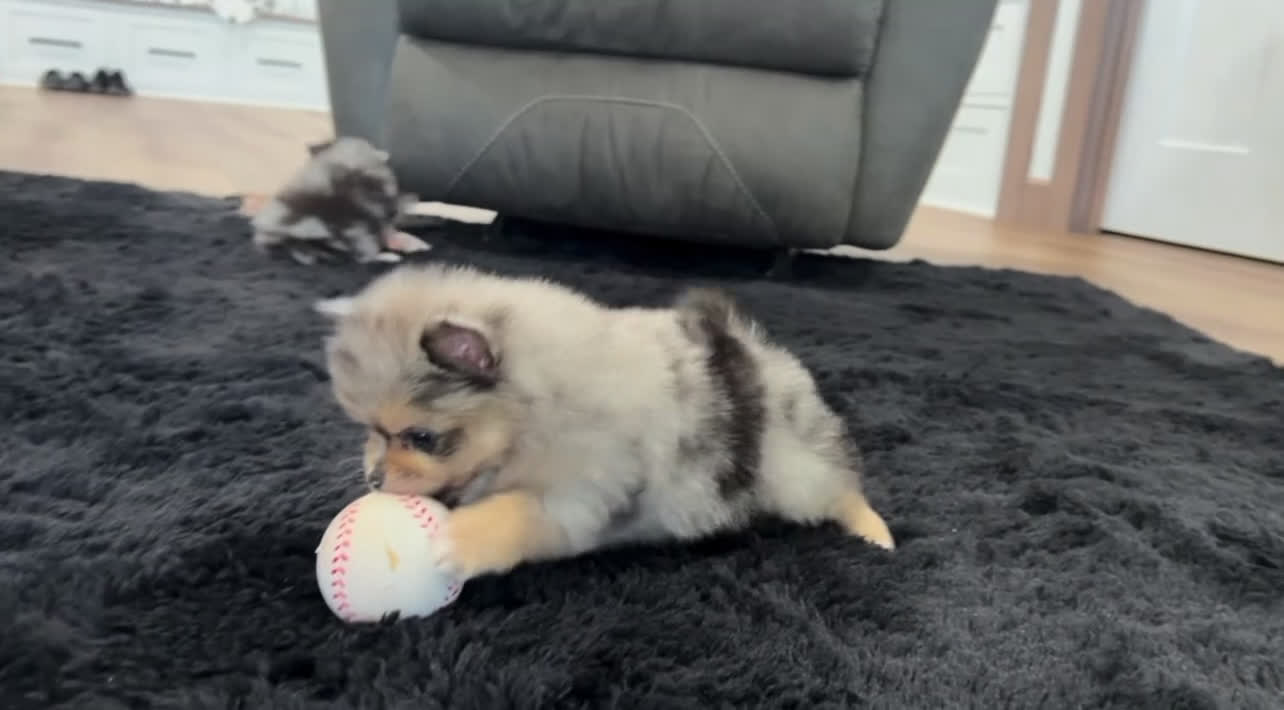 Pomeranian dogs for sale: Finn  - Video 1