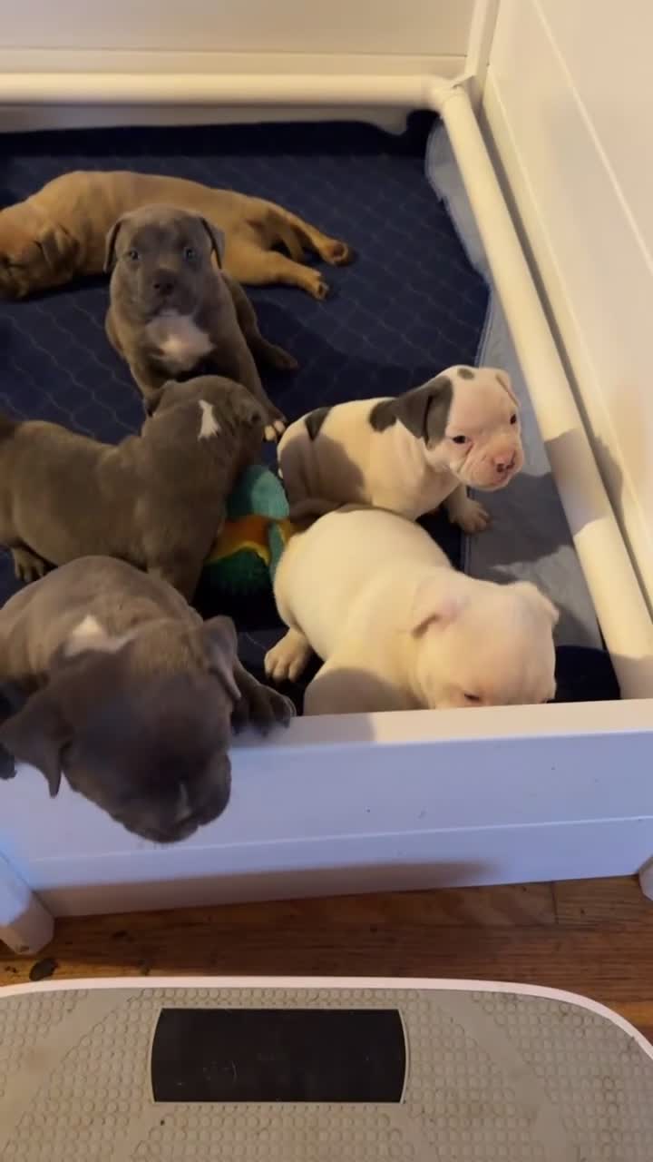 American Bully dogs for sale: Mickey - Video 2