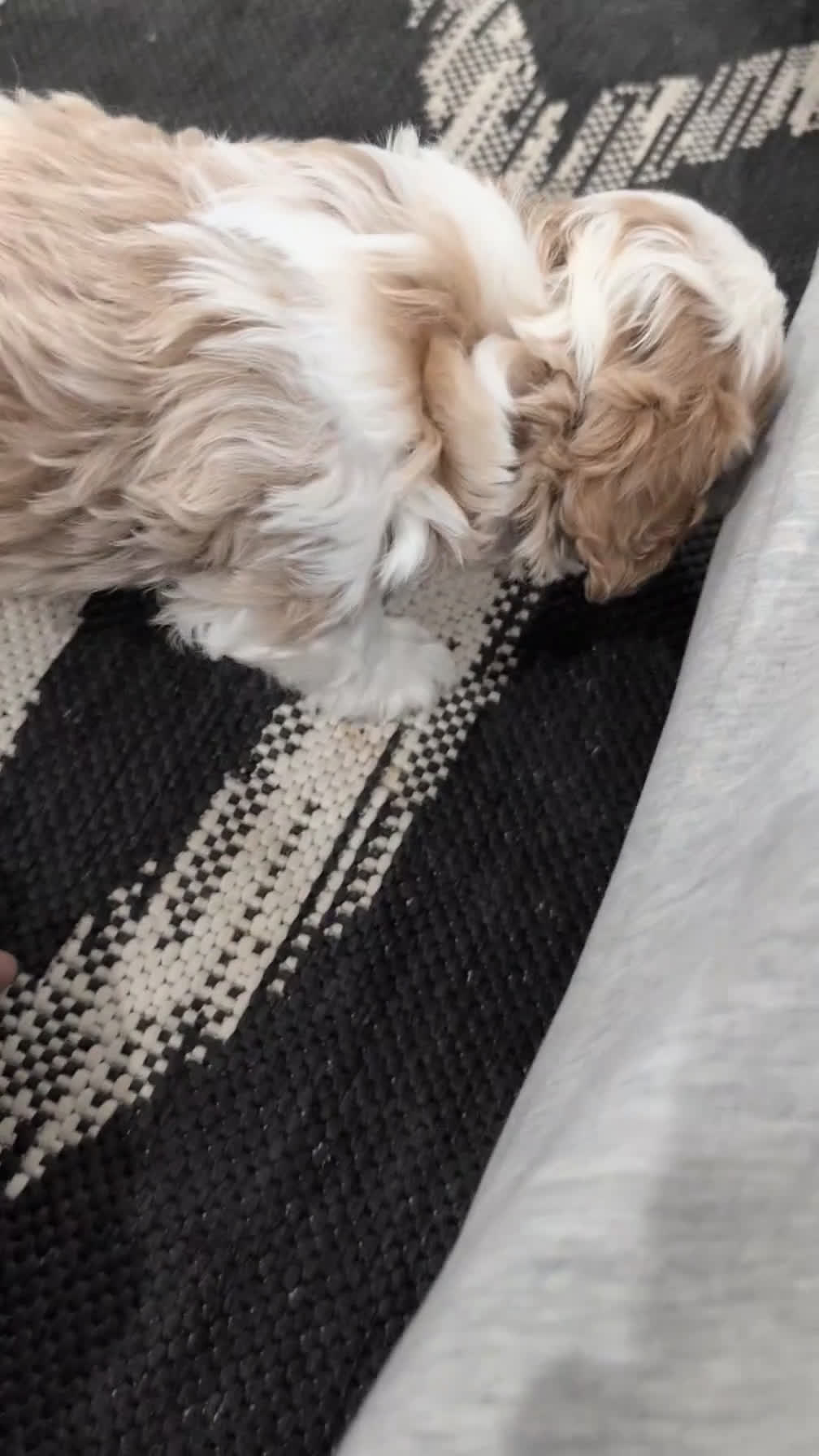 Cavapoo dogs for sale: Raya - Video 1