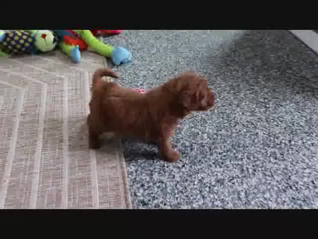 Mini Goldendoodle dogs for sale: Phoenix - Video 3