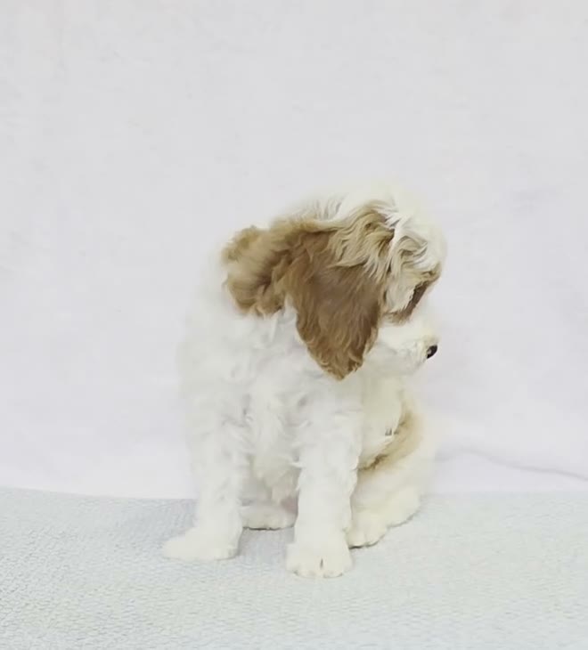 Cavapoo dogs for sale: Peaches - Video 1
