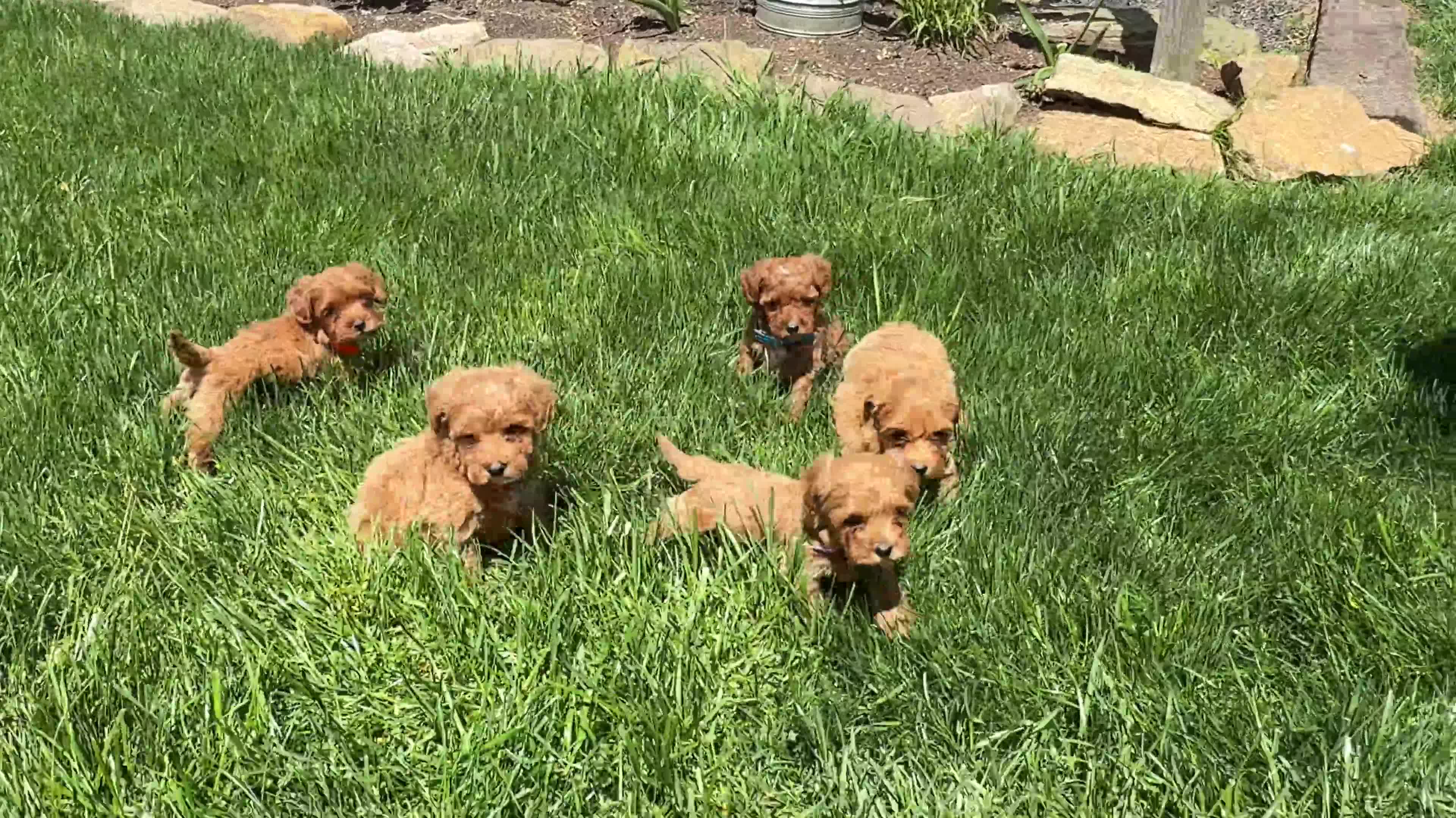 Toy Poodle dogs for sale: Penny - Video 1