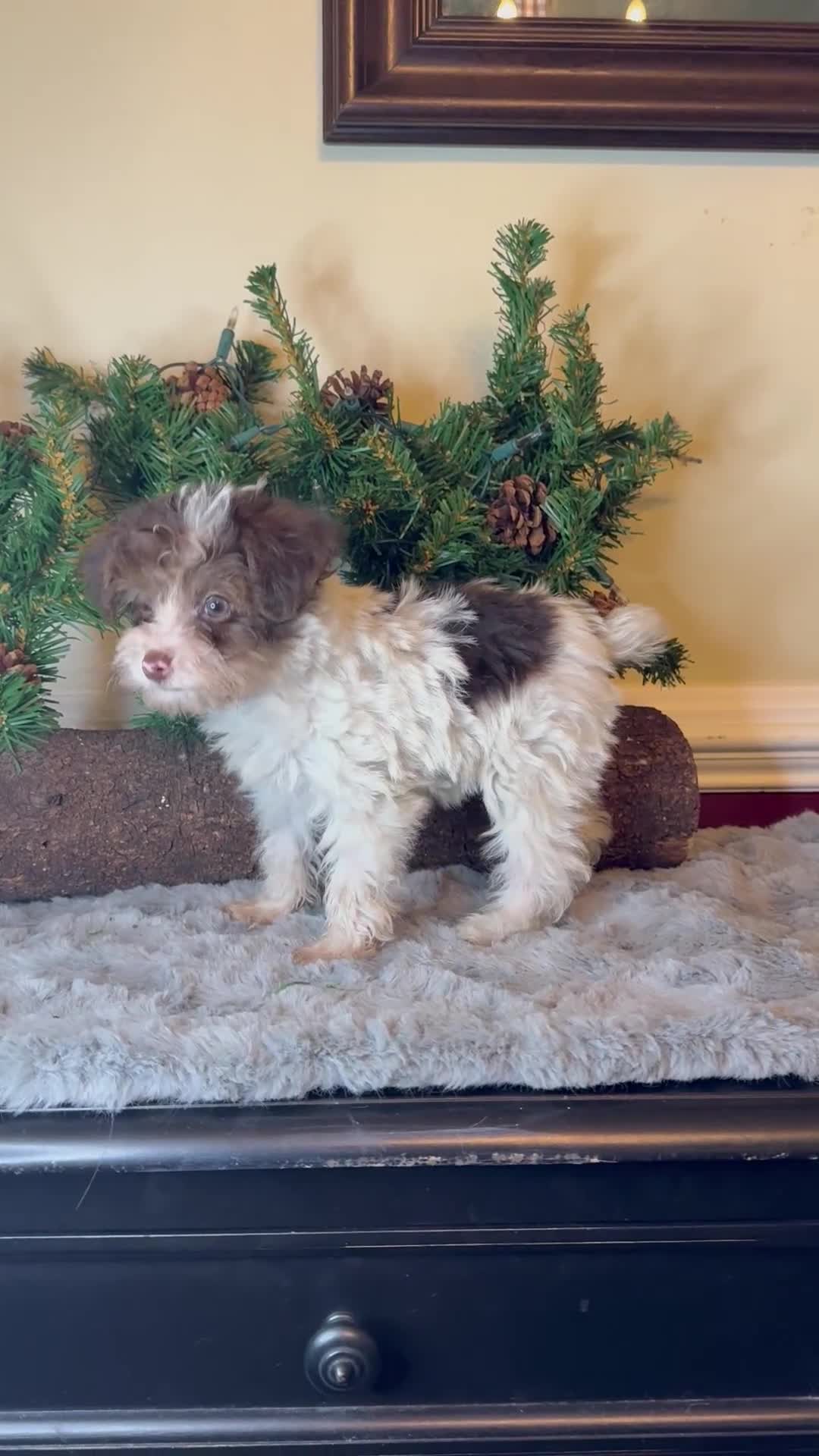 Yorkiepoo dogs for sale: Trouble - Video 1