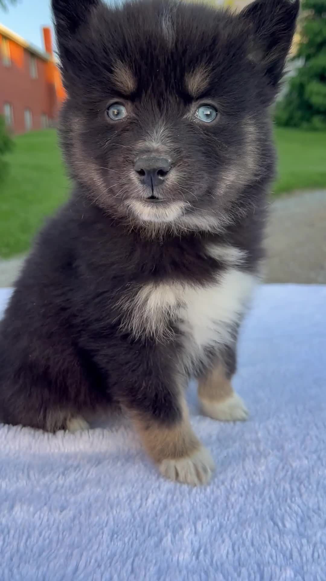 Pomsky dogs for sale: Misty - Video 1