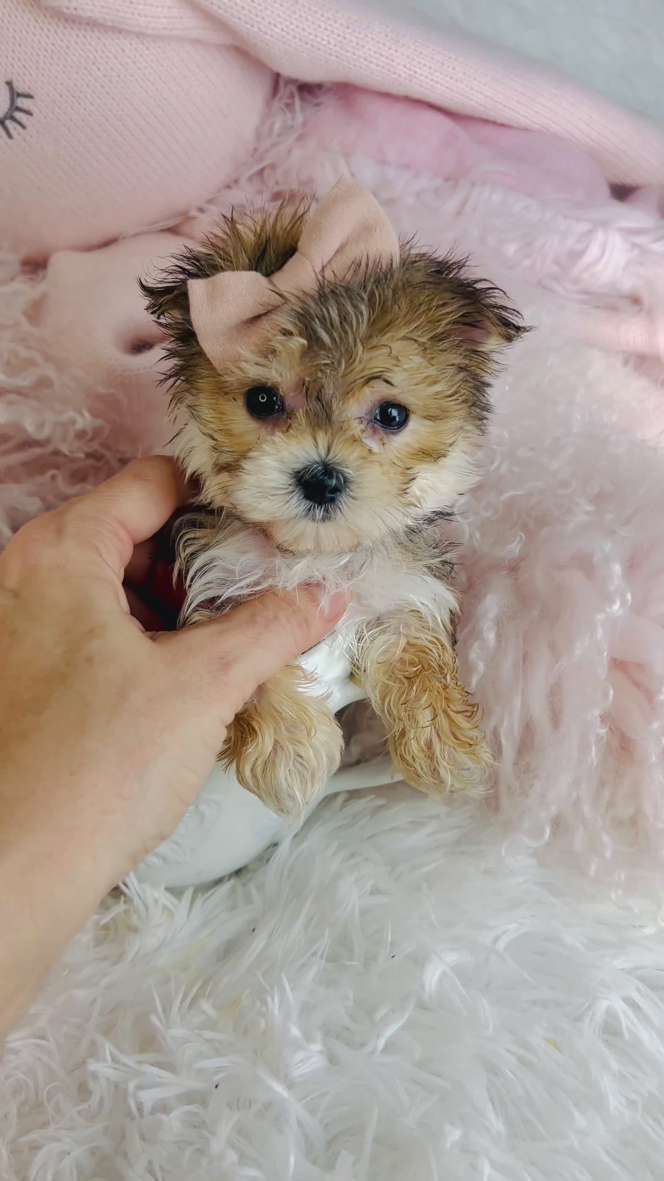 Morkie dogs for sale: Teacup Morkie Puppy 1 - Video 2