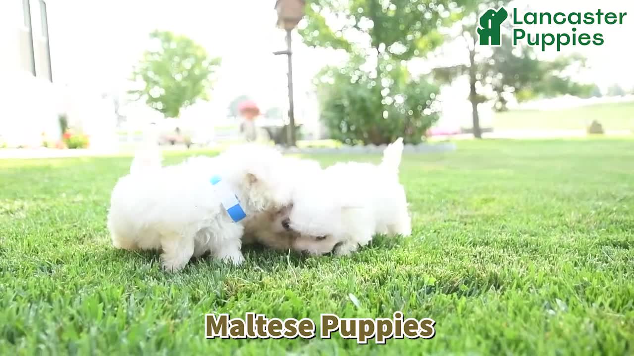 Maltese dogs for sale: Yukon - Video 1