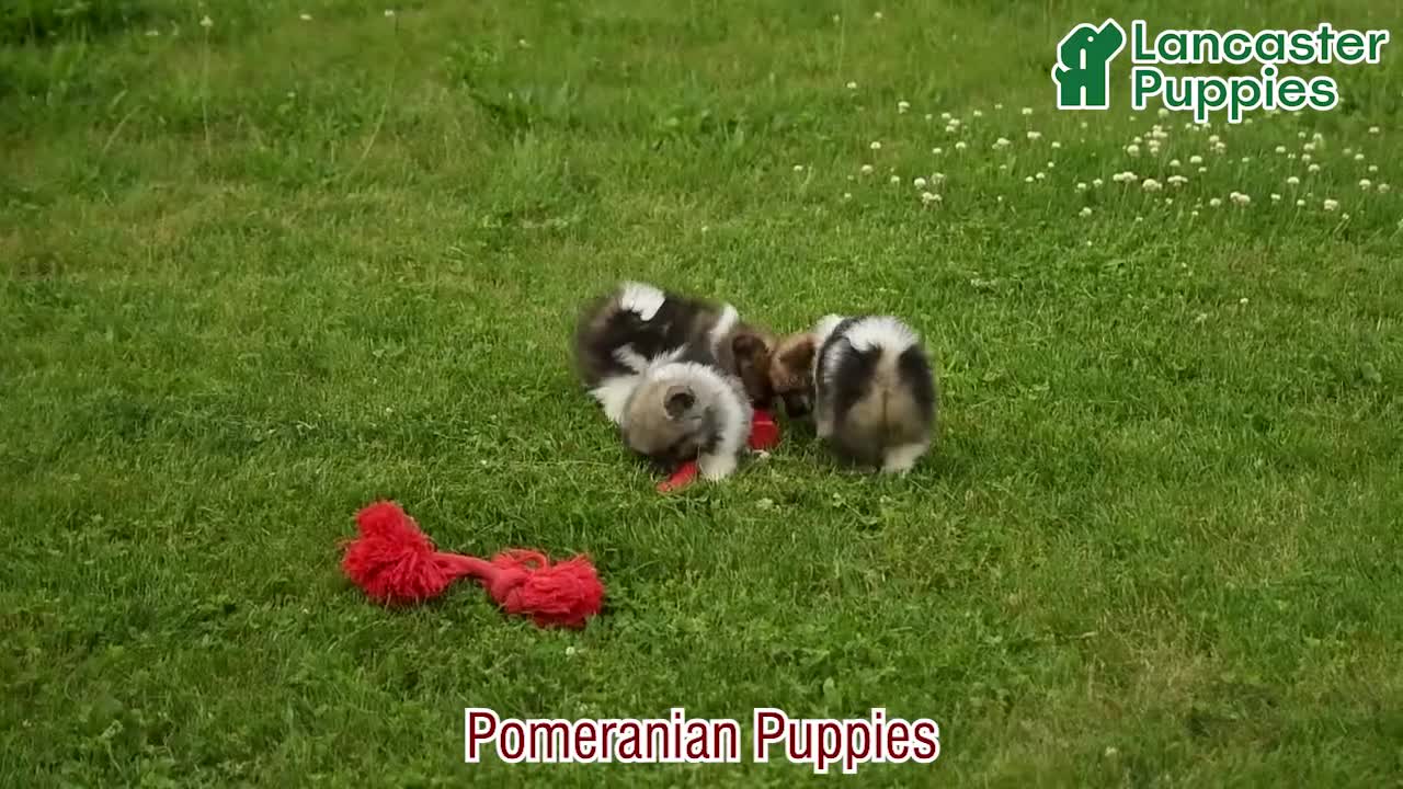 Pomeranian dogs for sale: Gedney - Video 1