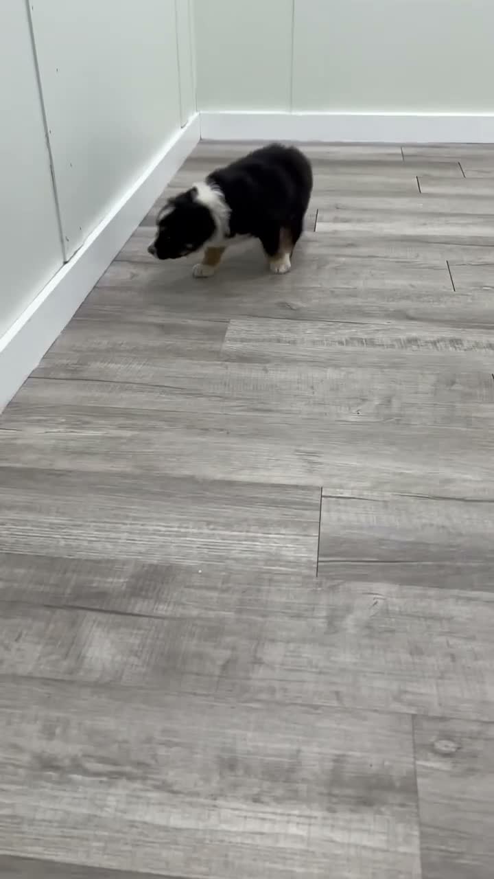Australian Shepherd dogs for sale: Monty - Video 1