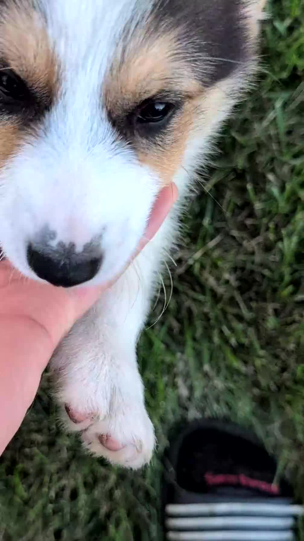 Welsh Corgi Pembroke dogs for sale: Liam  - Video 1
