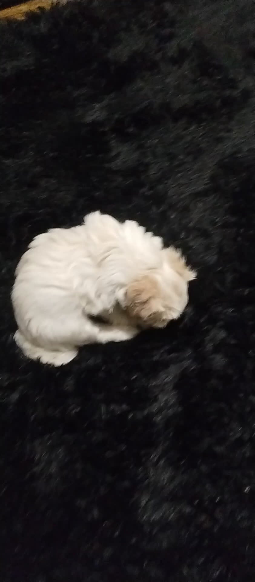 Teddy Bear dogs for sale: Teddy Bear Puppy 5 - Video 1