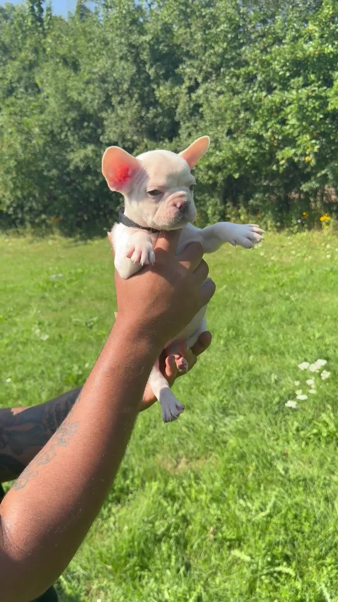 French Bulldog dogs for sale: Tiffany - Video 1