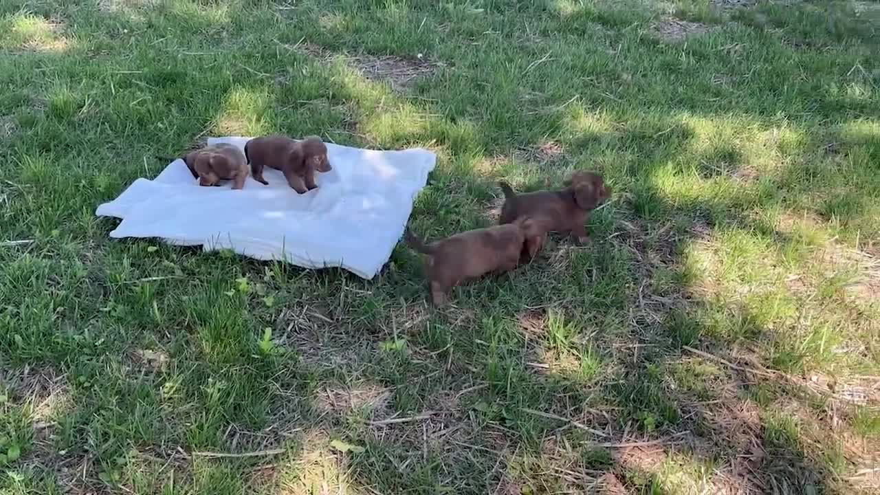 Miniature Dachshund dogs for sale: Tucker - Video 1