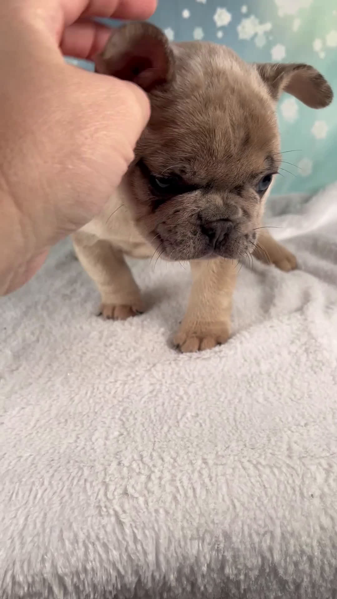 French Bulldog dogs for sale: Maverick - Video 1