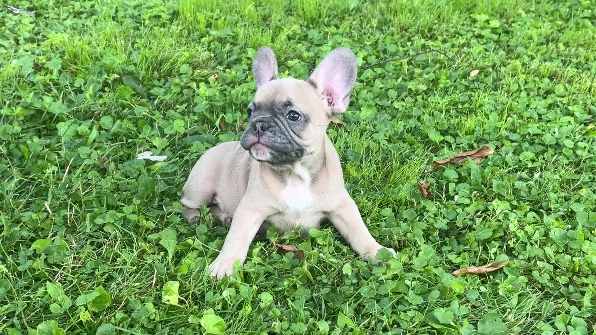 French Bulldog dogs for sale: Ruby - Video 2
