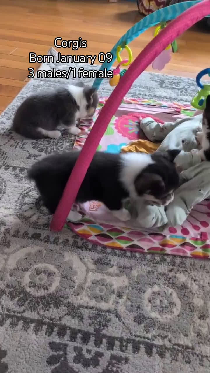 Welsh Corgi Pembroke dogs for sale: Felicity  - Video 1