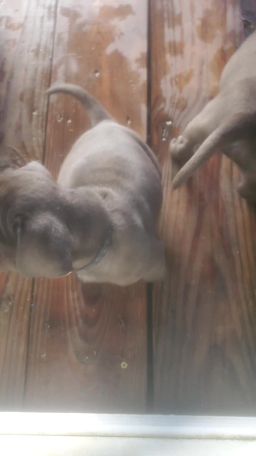 Mixed Breed dogs for sale: BULLADOR  - Video 1