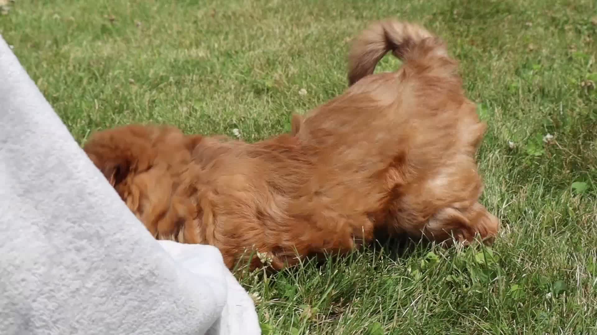 Shihpoo dogs for sale: Sage - Video 1