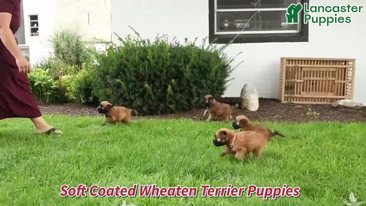 Soft Coated Wheaten Terrier dogs for sale: Chandler - Video 1