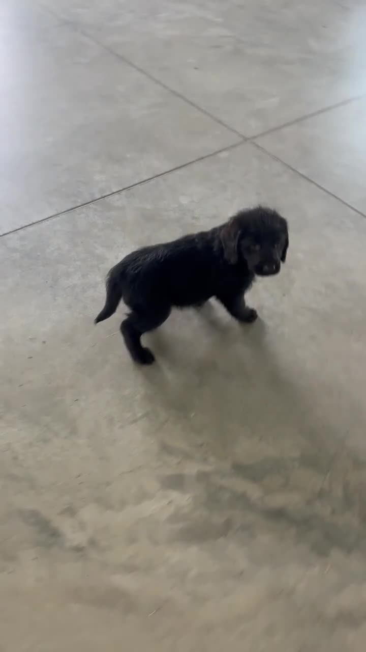 Labradoodle dogs for sale: Sunni - Video 1