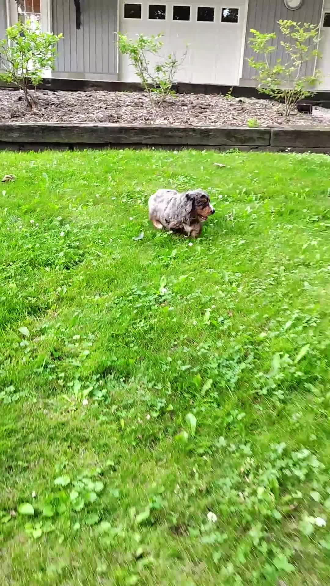 Mini Bernedoodle dogs for sale: Rocky - Video 1