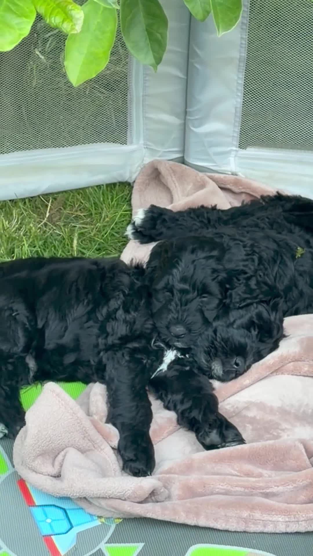 Mixed Breed dogs for sale: Bluey - Video 1