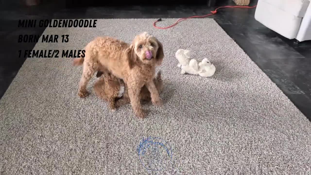 Mini Goldendoodle dogs for sale: Lyla - Video 2