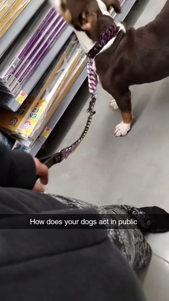 American Bully dogs for stud: M'Baku - Video 1