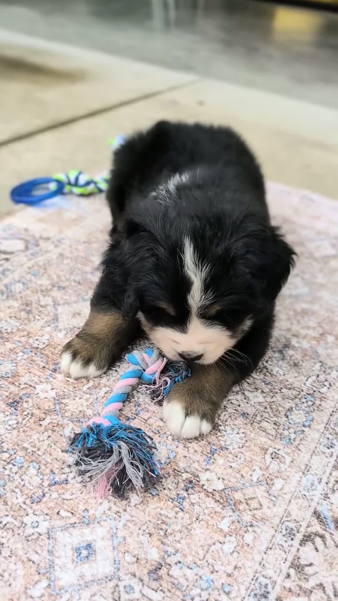 Bernese Mountain Dog dogs for sale: Hazel - Video 1