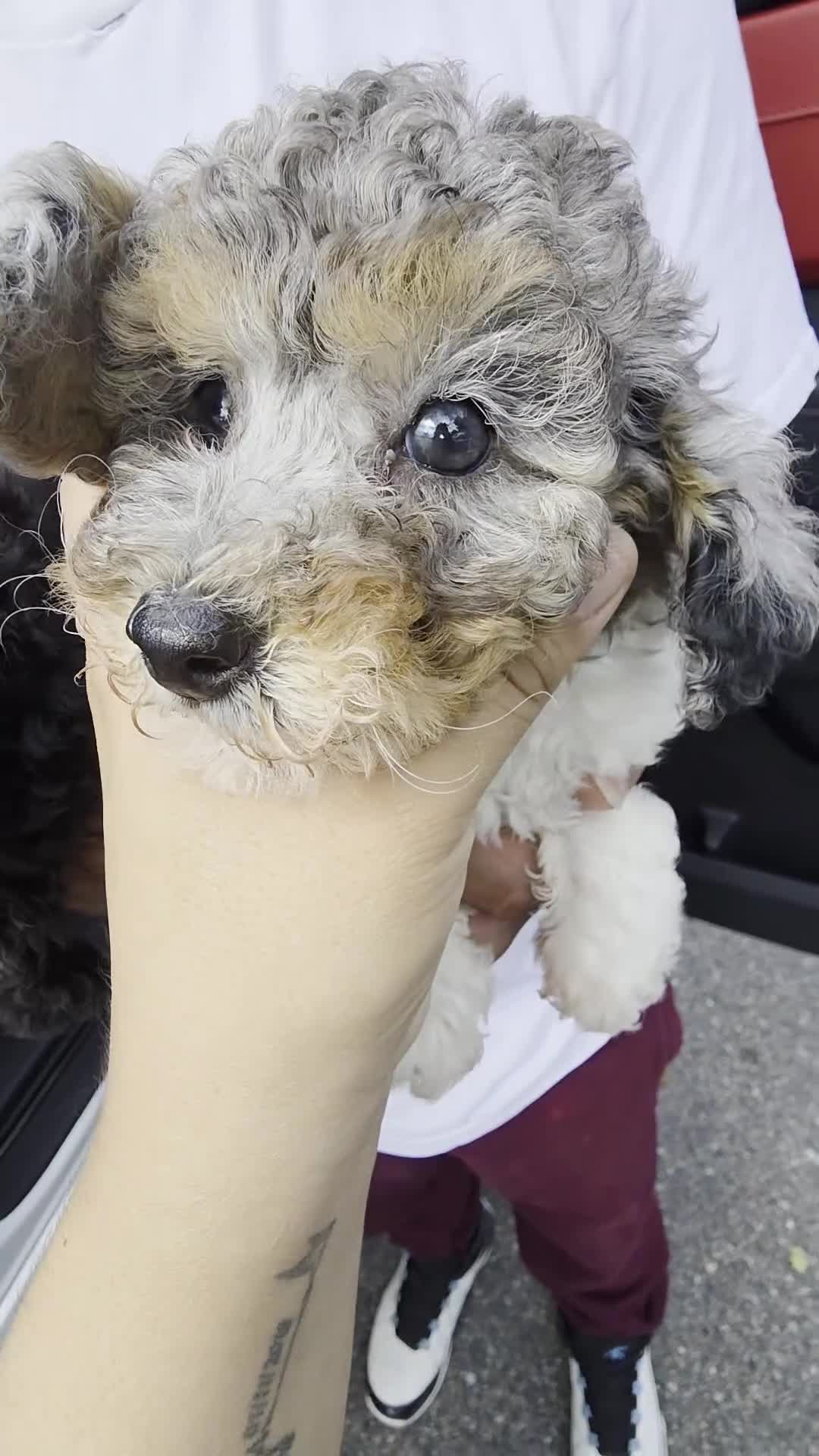 Toy Poodle dogs for sale: Toy Poodle tiara - Video 1