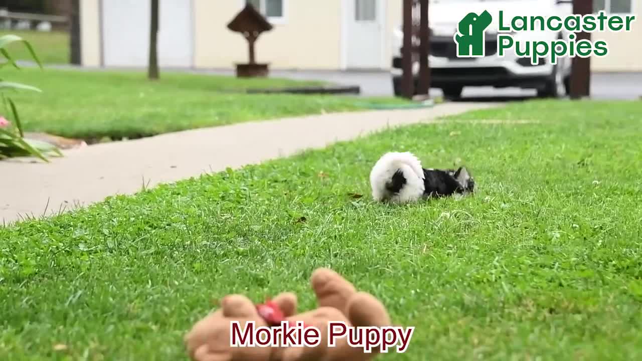 Morkie dogs for sale: Patches - Video 1