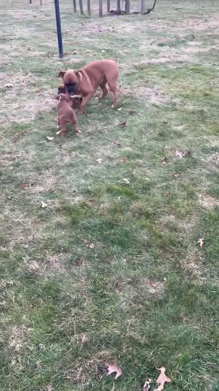 Boxer dogs for sale: Hank - Video 4