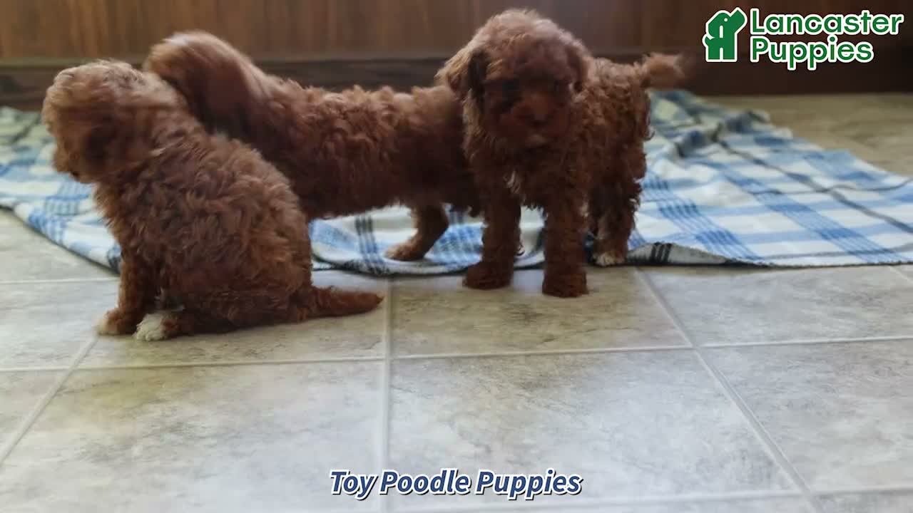 Toy Poodle dogs for sale: Jack   - Video 1