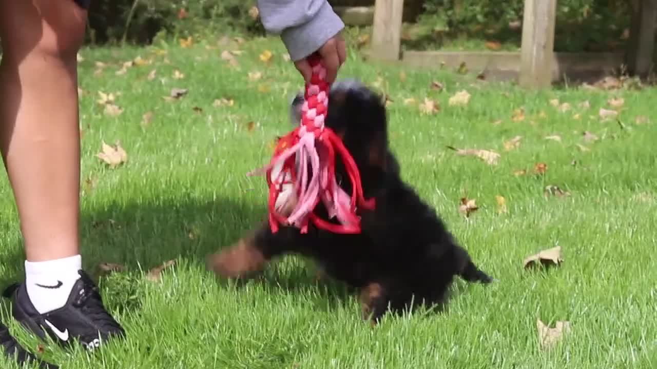 Mini Bernedoodle dogs for sale: Taylor - Video 1