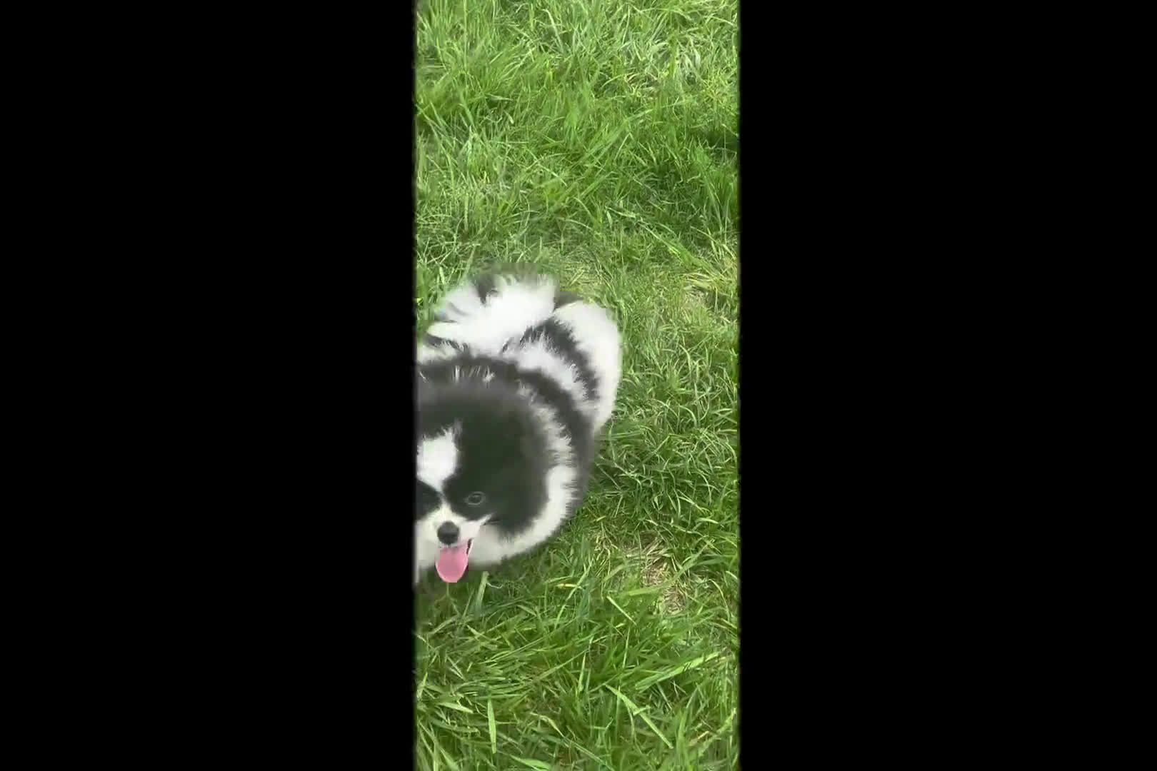Pomeranian dogs for sale: Panda - Video 1