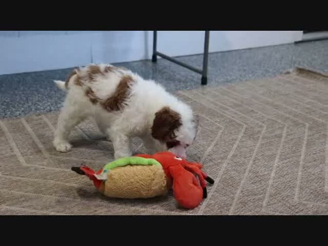 Mini Goldendoodle dogs for sale: Koby - Video 1