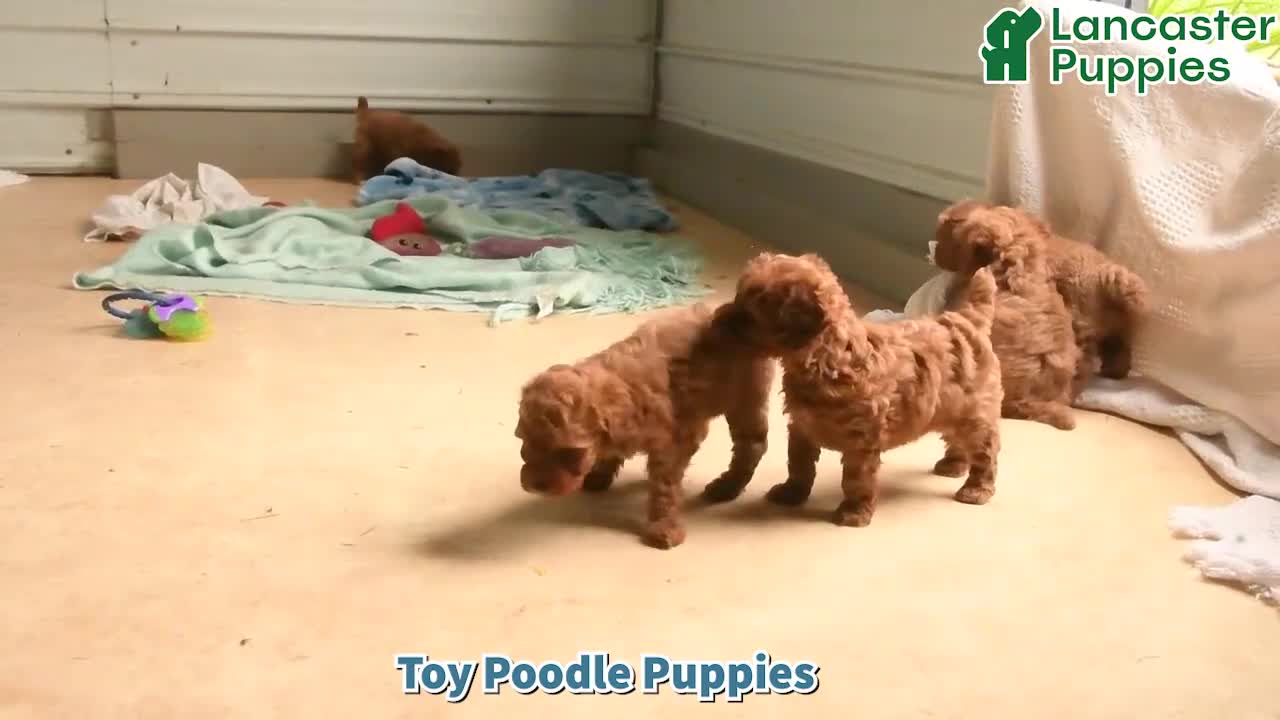 Mixed Breed dogs for sale: Brian - Video 1