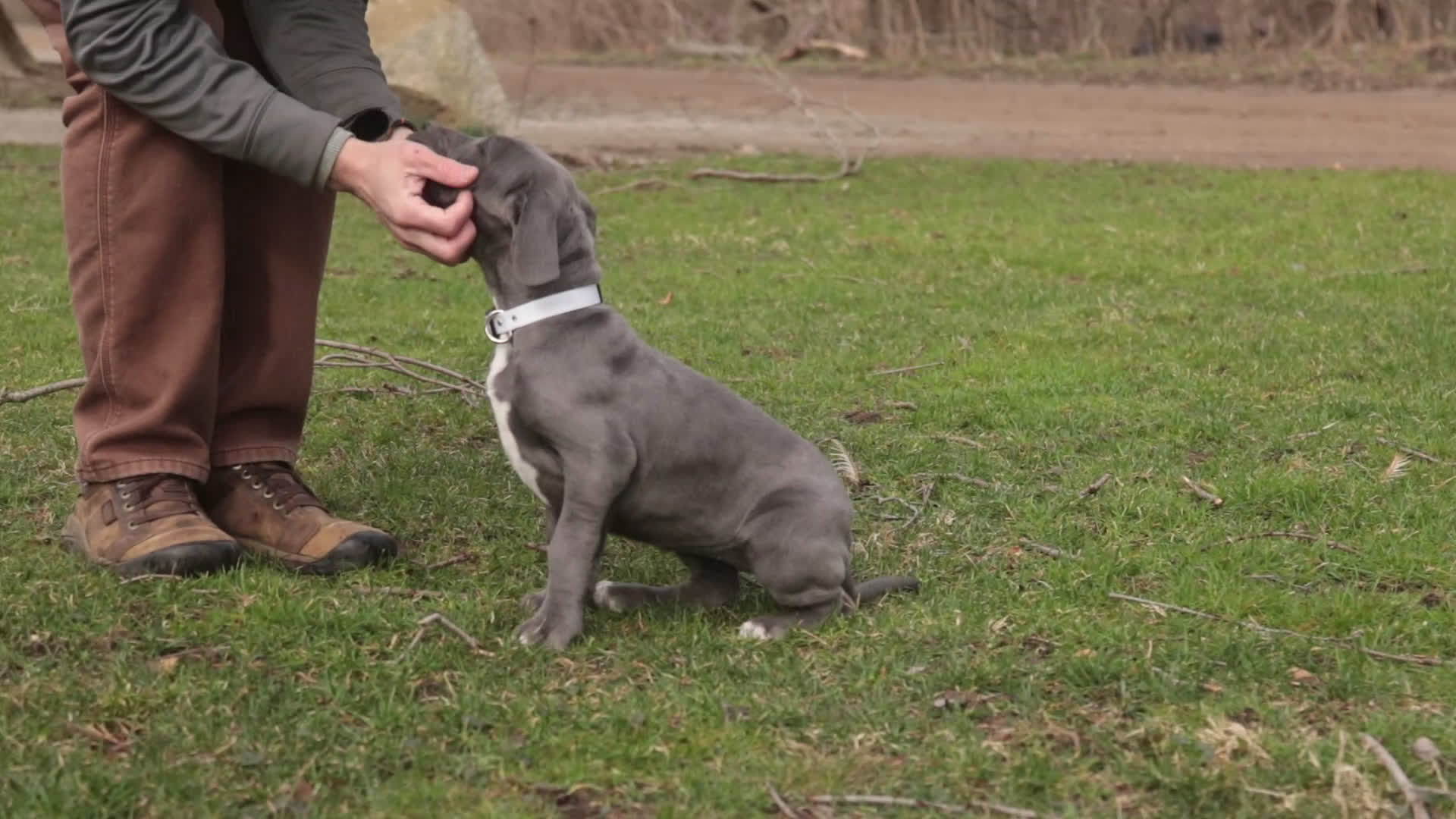 Great Dane dogs for sale: Winifred - Video 1