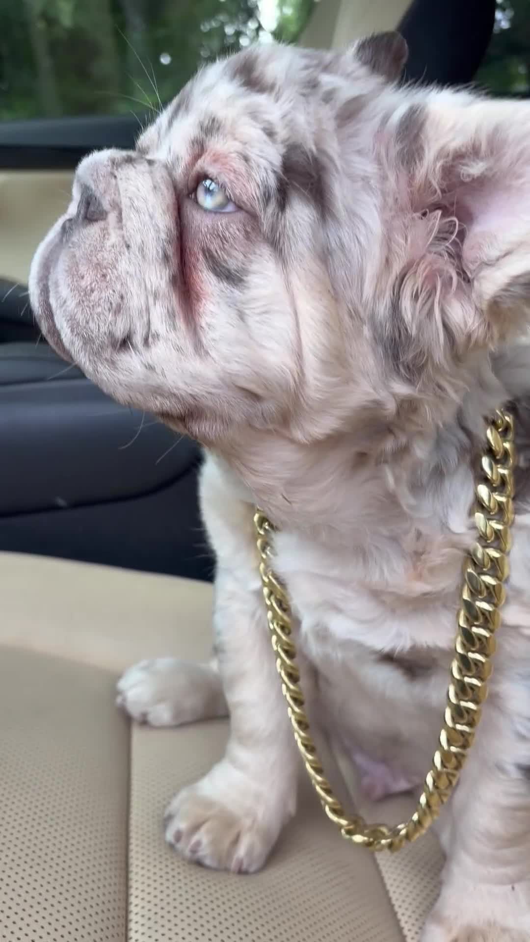French Bulldog dogs for sale: French Bulldog 1 - Video 2